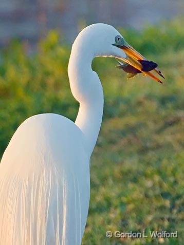 Egret With A Catch_45745.jpg - Great Egret (Ardea alba)Photographed near Breaux Bridge, Louisiana, USA.